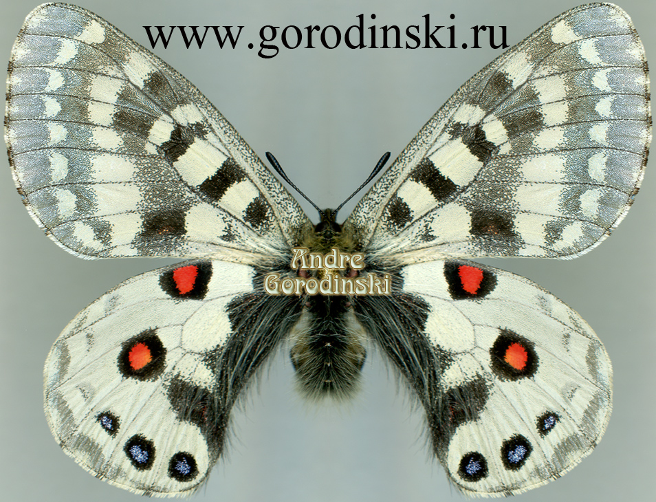 http://www.gorodinski.ru/papilionidae/Parnassius orleans orleans.jpg